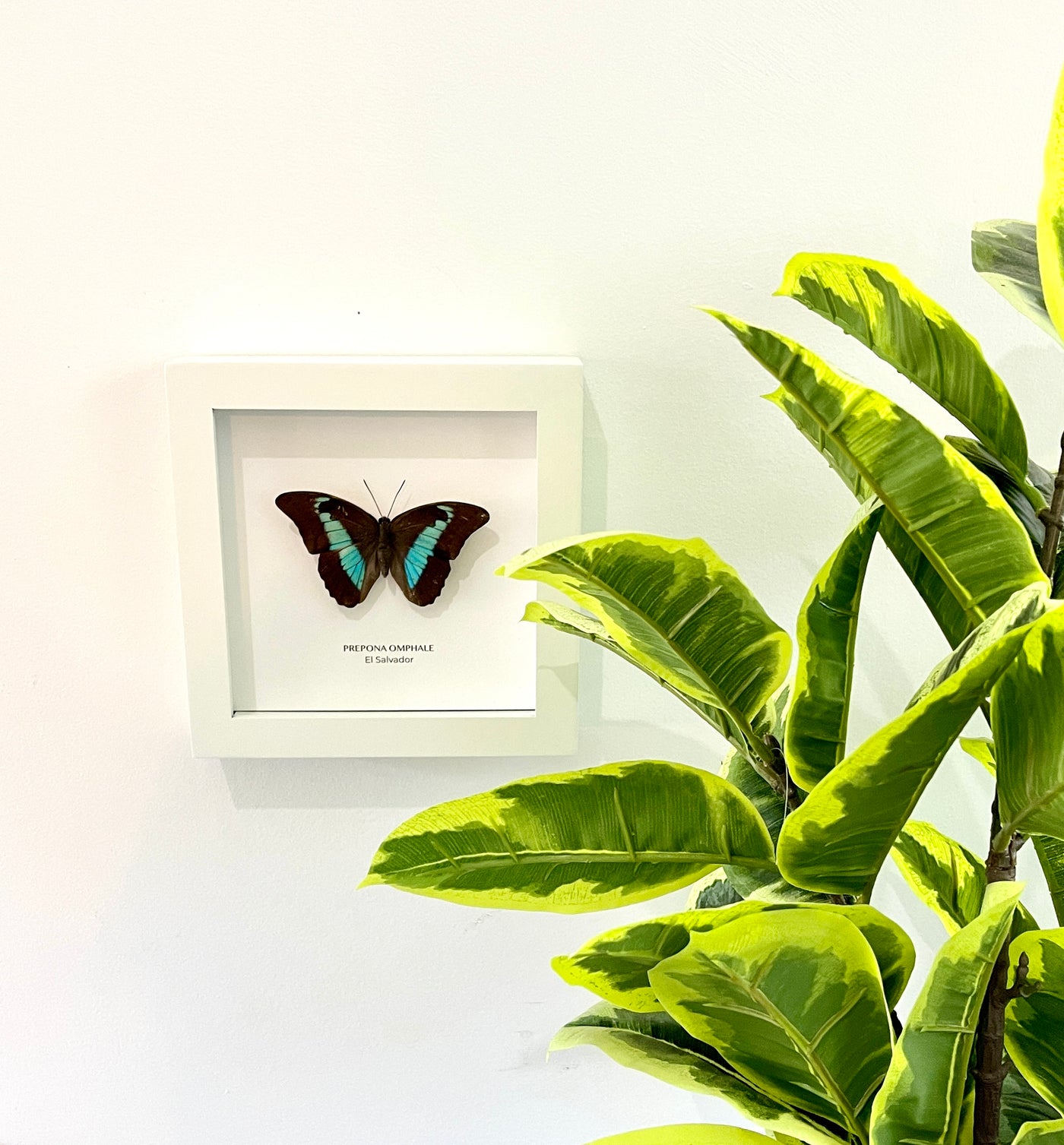 Real Prepona Omphale Butterfly preserved behind glass